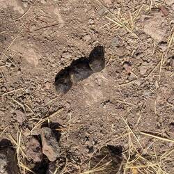 Javelinas poop. We saw digging along the trail figured javelinas were around.