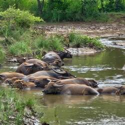 Water Buffalo cooling off.