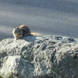 Ground Squirrel