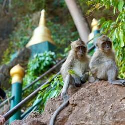 Diese Affen saßen am Eingang und begrüssten uns, bevor es unzählige Treppen hinauf ging