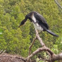 Nachmittagsgymnastik (man beachte den linken Fuß)