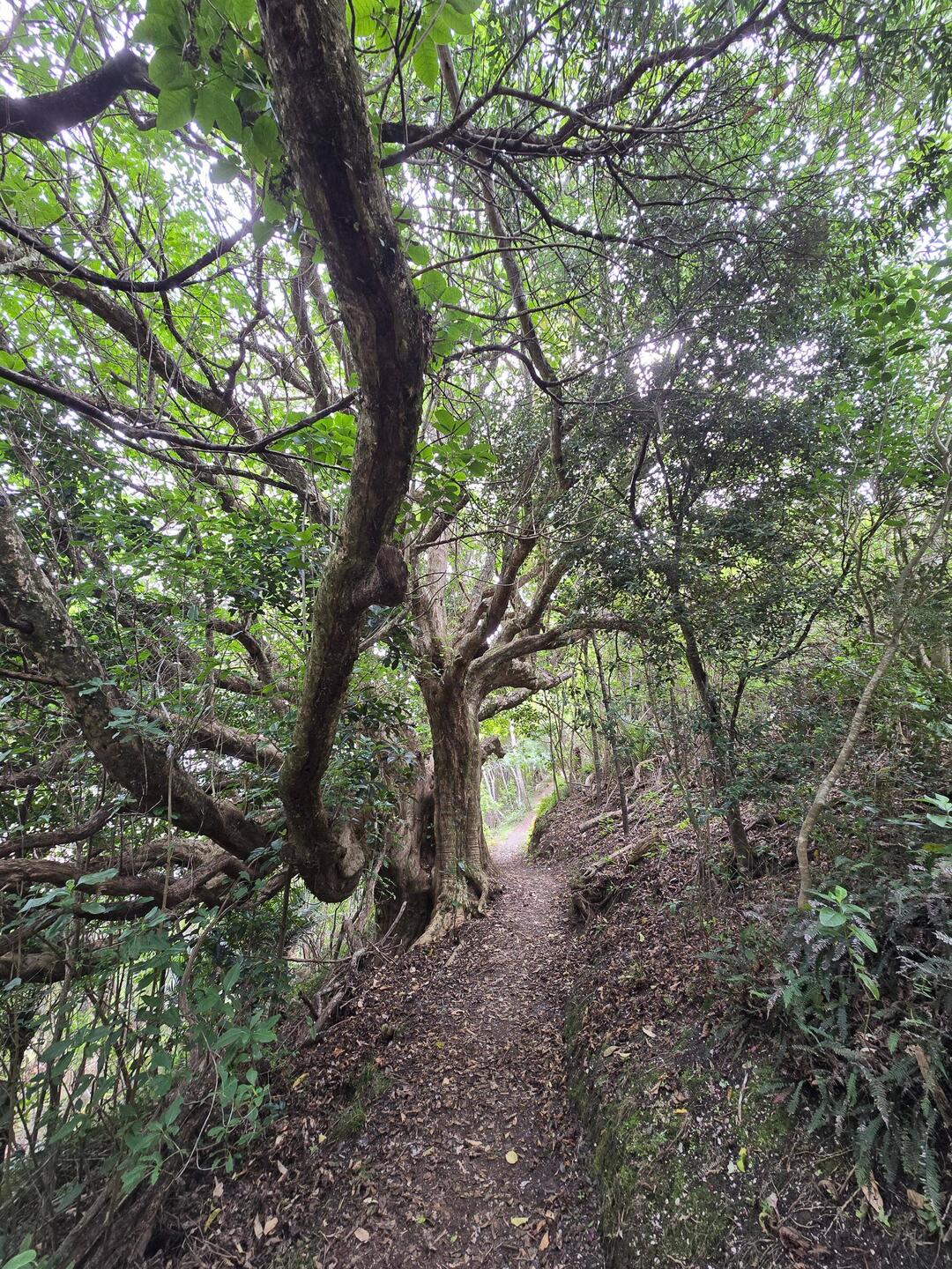 Beginn des Haruru Falls Walking Track