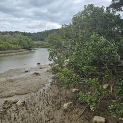 Überall Mangroven...