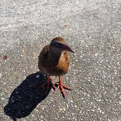We thought this was a Kiwi but it's a Weka flightless bird