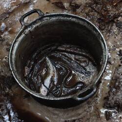 ...wo schleimige Fische...