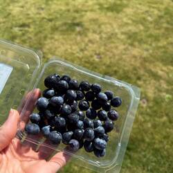 Blueberries are so inexpensive! I think this was $1.50 USD