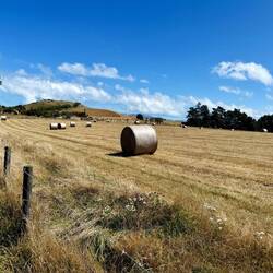 Ag land going all the way to the coastal walk. And they roll their hay here