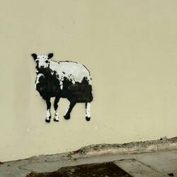 Blenheim street art. This sheep had googly eyes