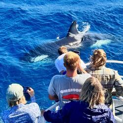 Wer nicht k*tzt, guckt...