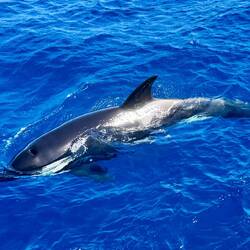 ...und dann: Tadaaaah!🍀