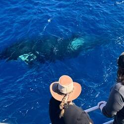 Erst ein Schatten...