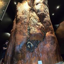 Ein Treppenhaus aus Kauri-Holz