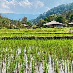 Reisfelder auf 700 m Höhe