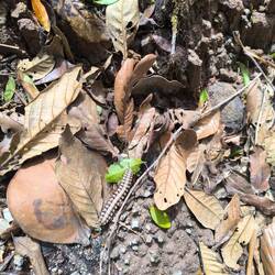 Und solche krabbeln hier rum