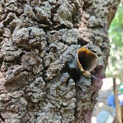 Stingless honey bee pot, made from plant resin and beeswax