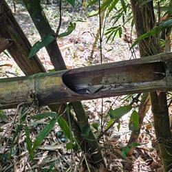 Remains of bamboo worm harvesting. Very lucrative for the foragers!