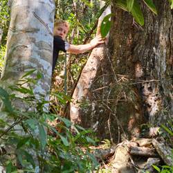 Cinnamon tree