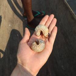 Auch diese Riesenraupen können zum Essen gesammelt werden...