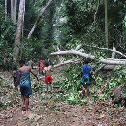 Der durch den Sturm umgestürzte Baum wird kurzfristig zerkleinert