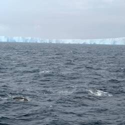 Dark spot is the whale