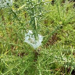 The thorns on this plant were intense! We've also seen a lot of these spider nests.