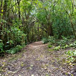 The beginning of the hike was jungly. Lots of trees and vegetation