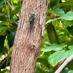 Cicadas. They are everywhere! And so loud!