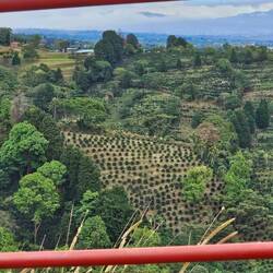 Überall Kaffee Plantagen