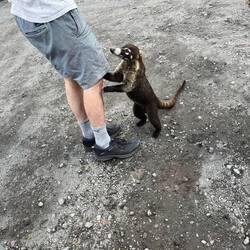 Ein Nasenbär am betteln (Tini hatte Chips dabei - aber er hat sie nicht geteilt)