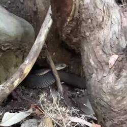 Copperhead oder Brownsnake