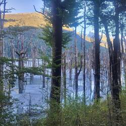 Einschließlich abgestorbener Bäume