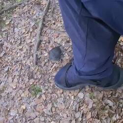 Der kleine South Island Robin bediente sich am All-you-can-eat Sandfly Buffet auf Carstens Füßen