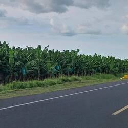 Lauter Bananenplantagen