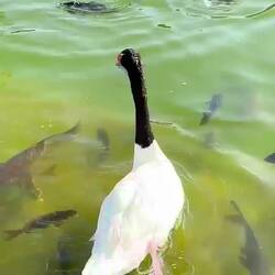 Black neck swan