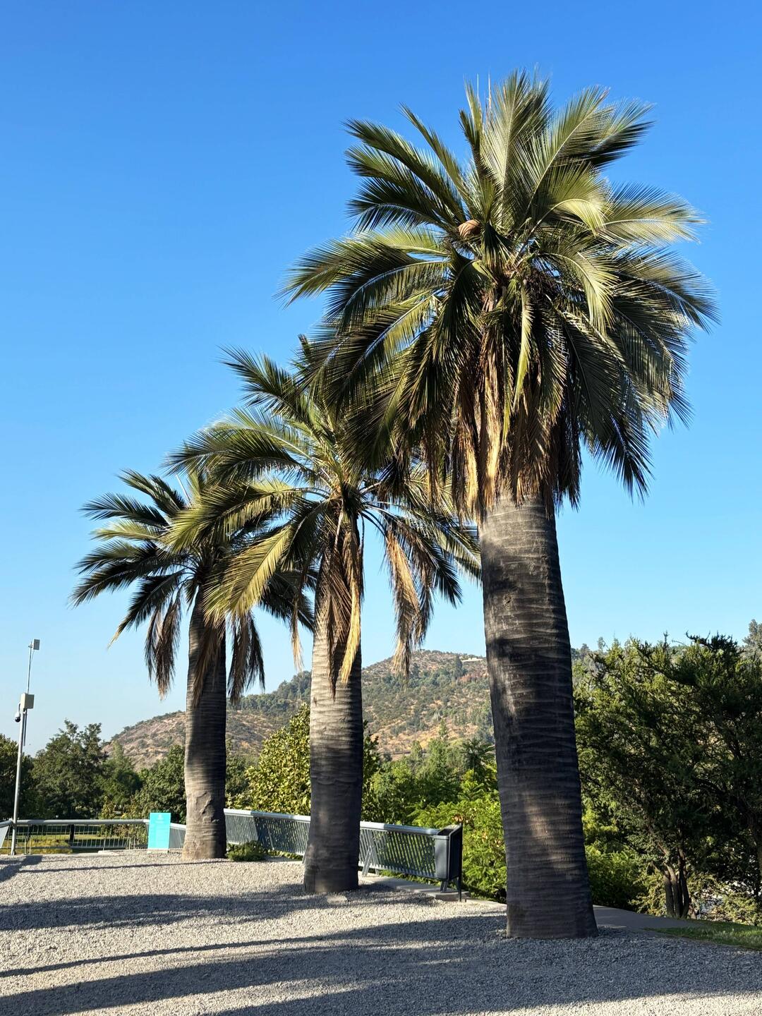 Chilean palm trees