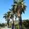 Chilean palm trees