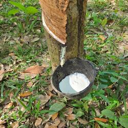 Rubber tree