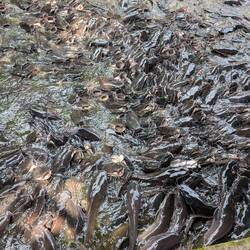 A seething mass of farmed fish