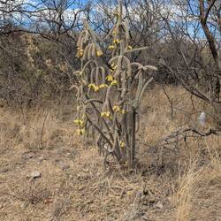 Blooming cholla.