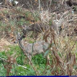 As couple of small deer