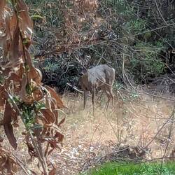 A 3 point buck along the river