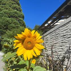 🌻