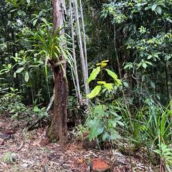 The long leaf fern attached to the tree is an epiphyte