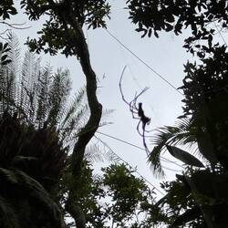 The golden orb spider (it's bigger than your hand)
