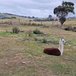 Ein Königreich für ein Lama 😀