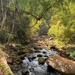 Schlingpflanzen allerorten