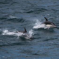Dusky Dolphins along side our ship.