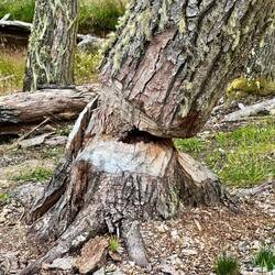 What one beaver can do overnight