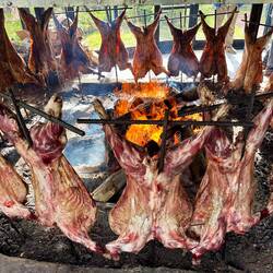 A small herd of lambs for lunch!