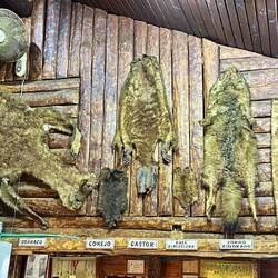 Various pelts of local wildlife.